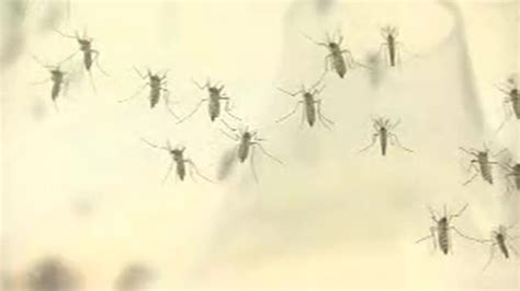 Dengue vaccine can backfire, study finds - CNN