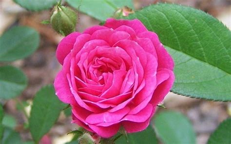 Polyantha Roses: Tough and Easy Beauties - Dave's Garden