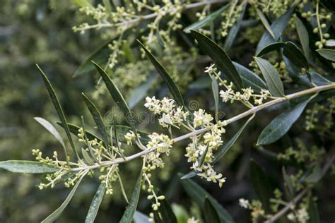 Twig with Flowers of Olea Europaea or Olive Stock Image - Image of tree ...