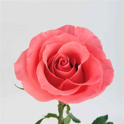 AMSTERDAM ROSE - 50CM - Wholesale Bulk Flowers - Cascade Floral