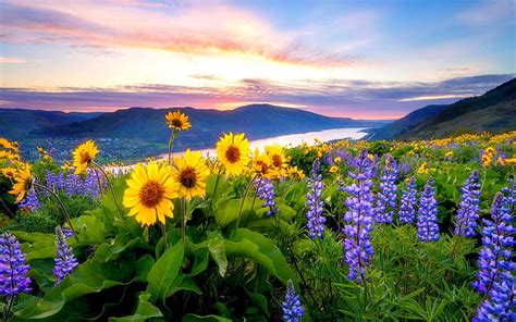 HD wallpaper: Spring Flowers Mountain Lake Hills Red Cloud Sunset Hd Desktop Backgrounds Free ...