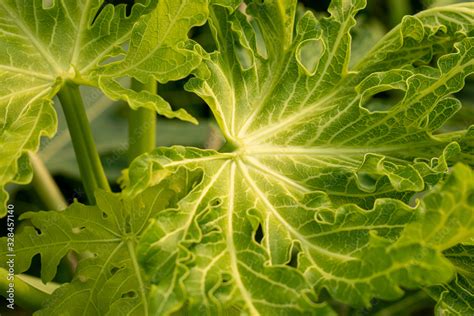 Leaf disease,Papaya leaf disease.Damaged by disease and pests of papaya ...