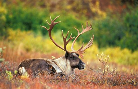 Boreal Caribou - Ontario Nature