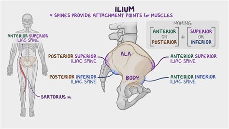 Anatomy of the pelvic girdle: Video & Anatomy | Osmosis