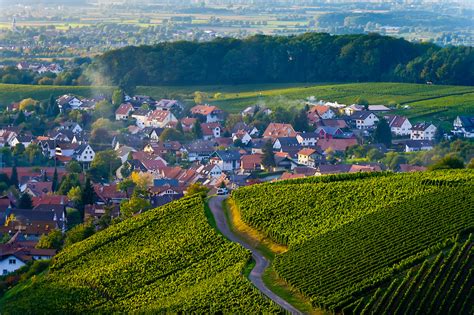 Vineyards, Offenburg, Baden-Württemberg, Germany | Blaine Harrington III