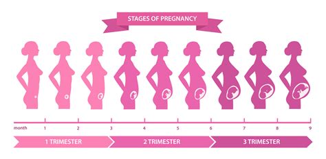 Fetal Development by Week - Lighthouse Pregnancy Resource Center