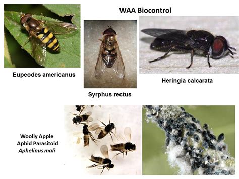 Orchard IPM - Natural Enemies/Biological Control in Orchards