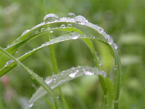 File:Rain on grass2.jpg - Wikimedia Commons
