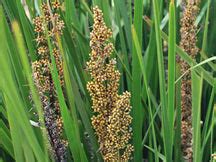 Lomandra longifolia seed - International seed shop – NZSEEDS