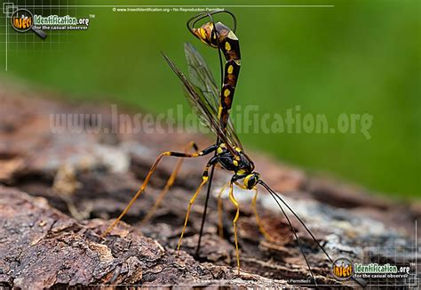 Giant Ichneumon Wasp: Norton's