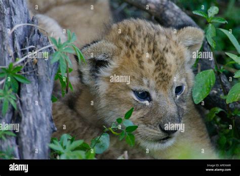 African Lion Cub Stock Photo - Alamy