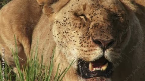 An extreme close up of a lion yawning. Stock Video | Adobe Stock