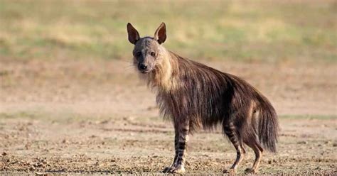 Hyena Behavior - AnimalBehaviorCorner