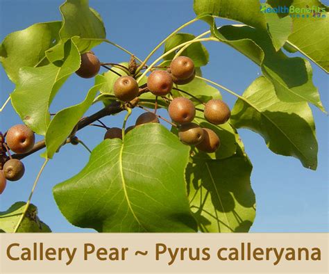 Callery Pear facts and health benefits