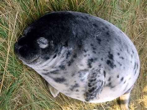 How to Cook Your Chonky Seal | Under the Button