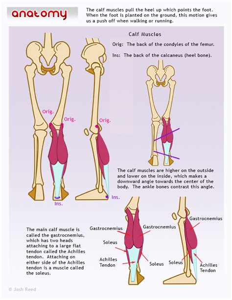 Drawsh: The Calf Muscles