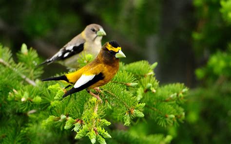 Hermosos pajarillos del bosque - Forrest amazing birds