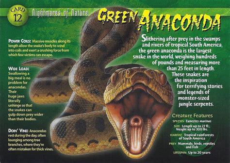 Green Anaconda | Green anaconda, Anaconda, Wild creatures