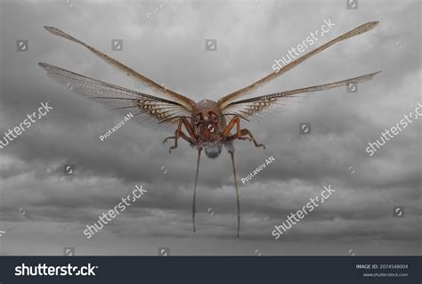 13,638 Locust Wings Images, Stock Photos & Vectors | Shutterstock