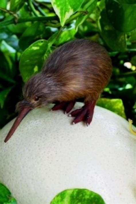 20 Facts About The Kiwi Bird Eggs [2024]