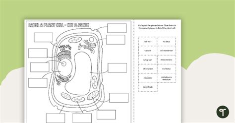 Label a Plant Cell Diagram - Cut and Paste Worksheet | Teach Starter