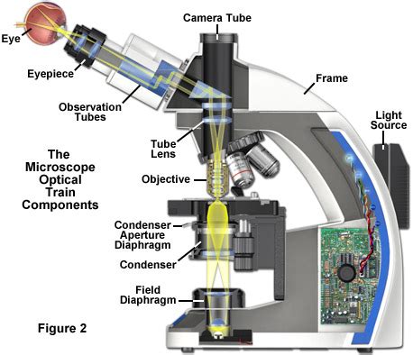 ZEISS Microscopy Online Campus | Microscopy Basics | Illumination and ...