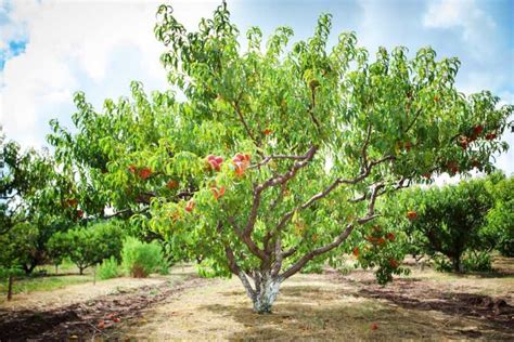 How to Grow a Peach Tree | Kellogg Garden Organics™