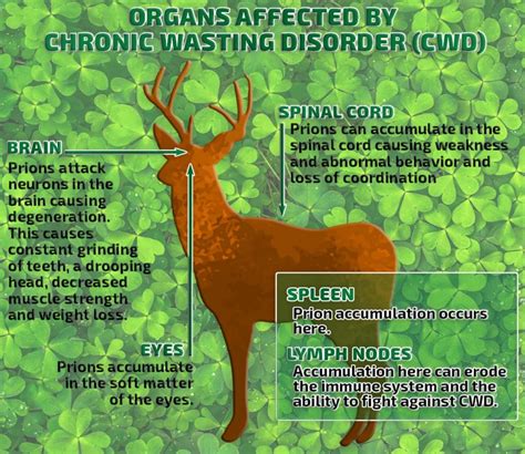 Chronic wasting disease has reached the point of a global epidemic among deer and elk - https ...