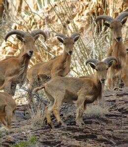 big-bend-wildlife - Travel Off Path