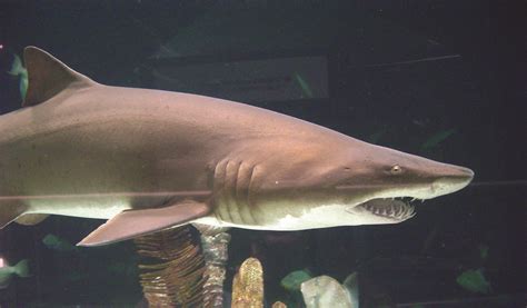 Sharks: Fact vs. Fiction – Moody Gardens