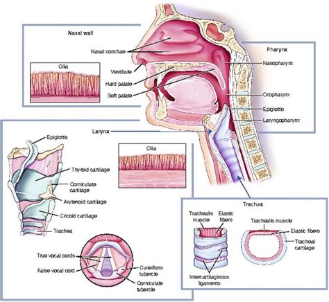 Airway Management: Oxygenation and Ventilation | Thoracic Key