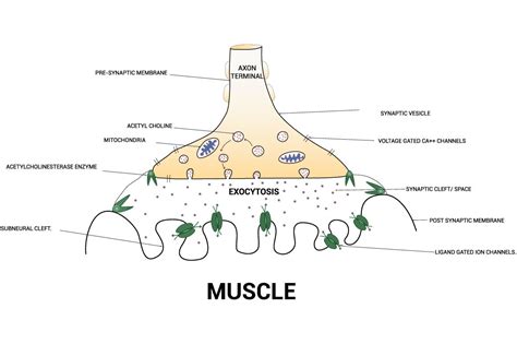 Diagram Showing Axon Terminal Design Graphic by hamjaiu · Creative Fabrica