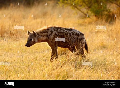 Spotted or Laughing Hyenas are African predators also scavengers Stock ...