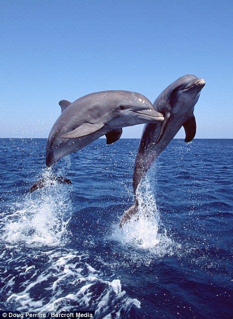 Mammals That Live In The Ocean - Pets Lovers