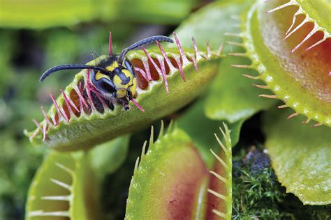 Venus flytrap can count prey’s steps to dissolve them alive | New Scientist