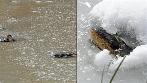 ‘Frozen’ alligators spotted sticking noses through ice to survive in Oklahoma | FOX 51 Gainesville