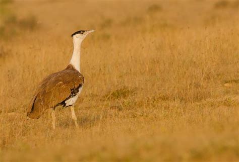 Native Animals of the Thar Desert