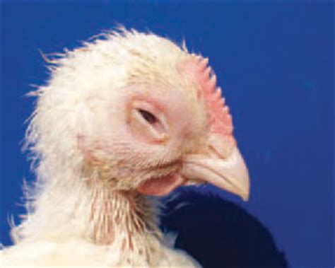 MYCOPLASMA - Diseases of Poultry - The Poultry Site | The Poultry Site