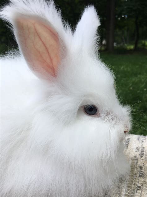 Angora rabbit Rabbits For Sale | East Stroudsburg, PA #218629