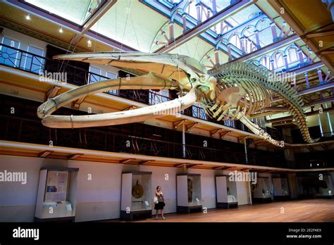 Skeleton of a blue whale Stock Photo - Alamy