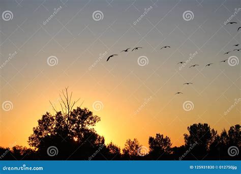 Flying Flock of Canada Geese at Sunset Stock Photo - Image of sunset, birds: 125931830