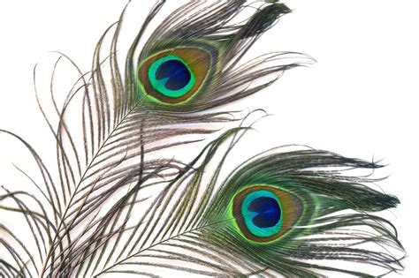 Peacock Feathers 6 Free Stock Photo - Public Domain Pictures