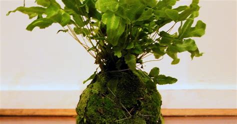 Mel Miller: Kokedama: The Japanese Moss Ball