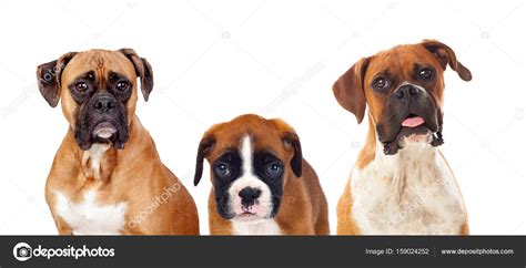 Beautiful family of boxer dogs Stock Photo by ©Gelpi 159024252