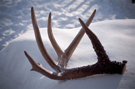 How to Determine How Much Antlers Are Worth | OutdoorHub