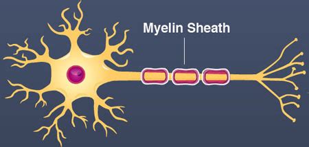 Oligodendrocytes vs. Schwann cells: what are the major similarities and ...