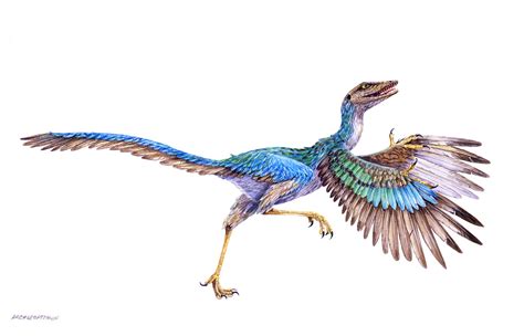 Bird-like dinosaurs - The Australian Museum