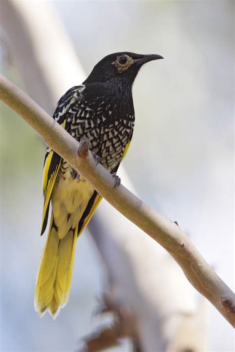 List of critically endangered Australian birds swells