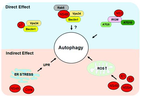 Direct and indirect mechanisms of hepatitis C virus (HCV)-induced... | Download Scientific Diagram