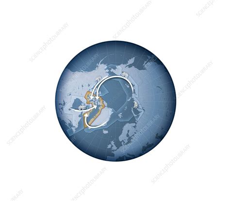 Polar bear migration, illustration - Stock Image - C025/5769 - Science Photo Library